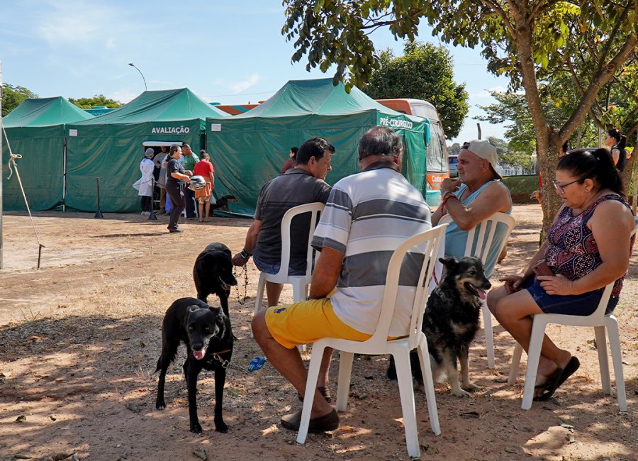 Cerca de 200 castrações são feitas pelo Programa de Castração Animal em Martinho Prado Júnior