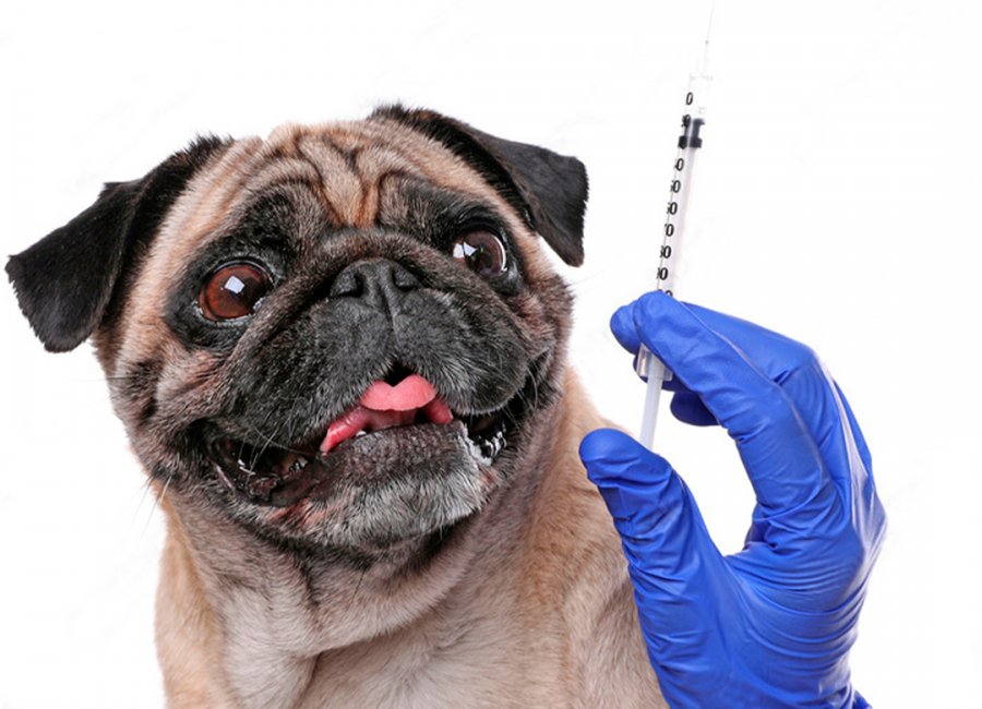 Vacina antirrábica em animais de estimação é aplicada semanalmente com agendamento 