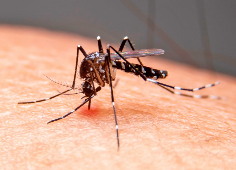 Dengue fever exceeds 700 cases of the disease in the city