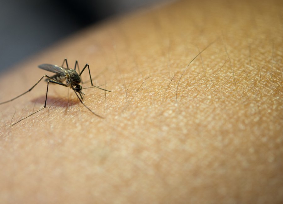 Vigilância Epidemiológica faz alerta sobre o combate ao Aedes aegypti