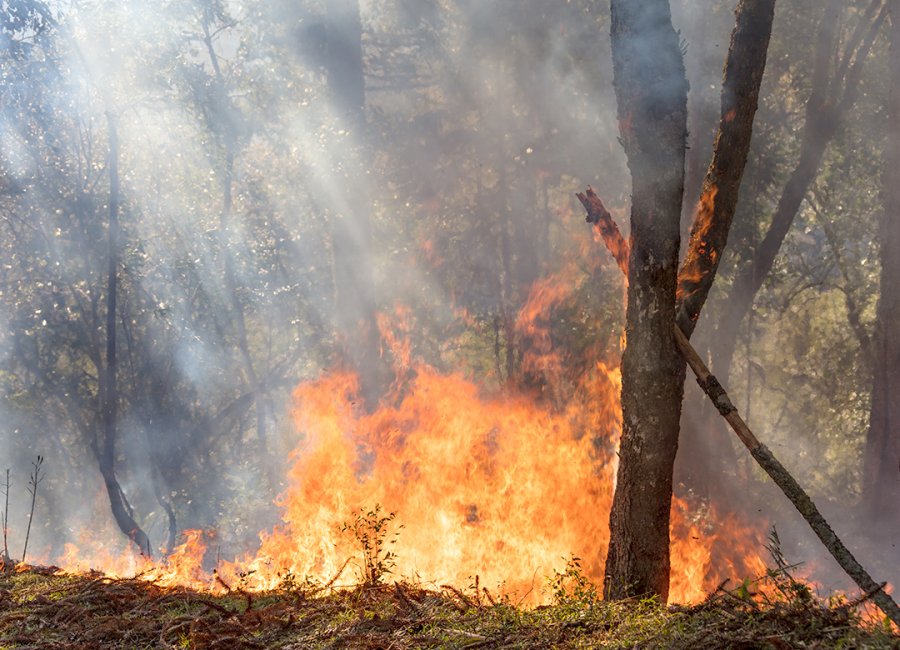 Secretaria Estadual de Meio Ambiente disponibiliza guia online sobre prevenção contra incêndios florestais