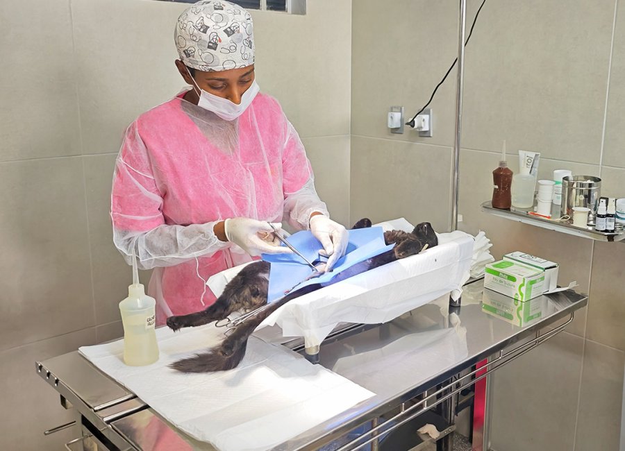 Programa de Castração Animal avança na cidade e já são mais de oito mil animais castrados