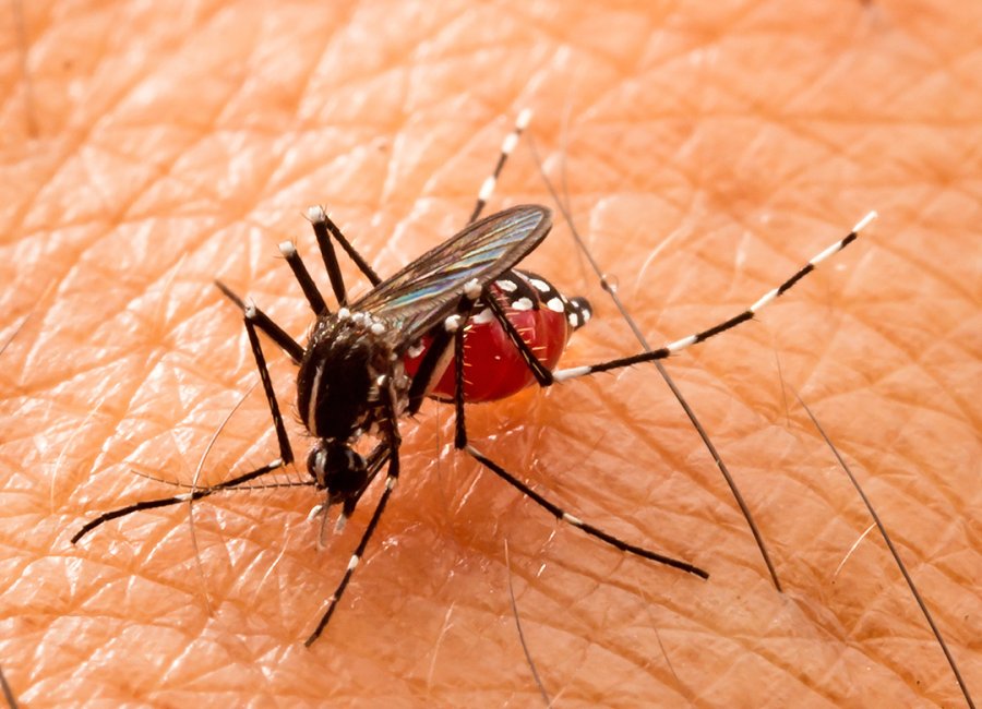 Dengue: VE faz alerta para o período de calor e chuva 