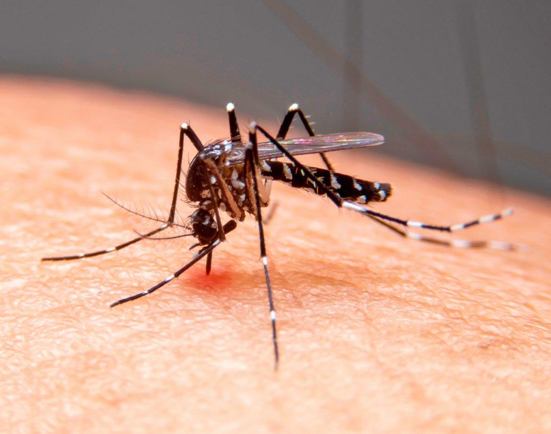 Dengue: cinco regiões da cidade se encontram em estado de alerta