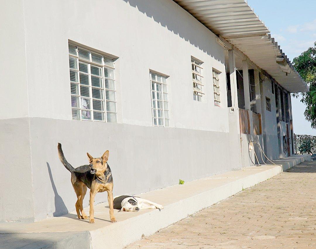 Prédio do antigo Zoonoses está com novas instalações para atendimento de pets abandonados