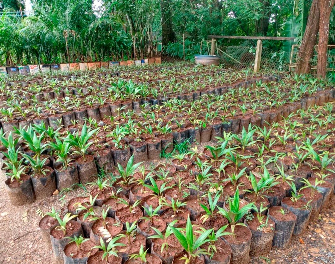 Mogi Guaçu tem Plano Municipal de Arborização Urbana
