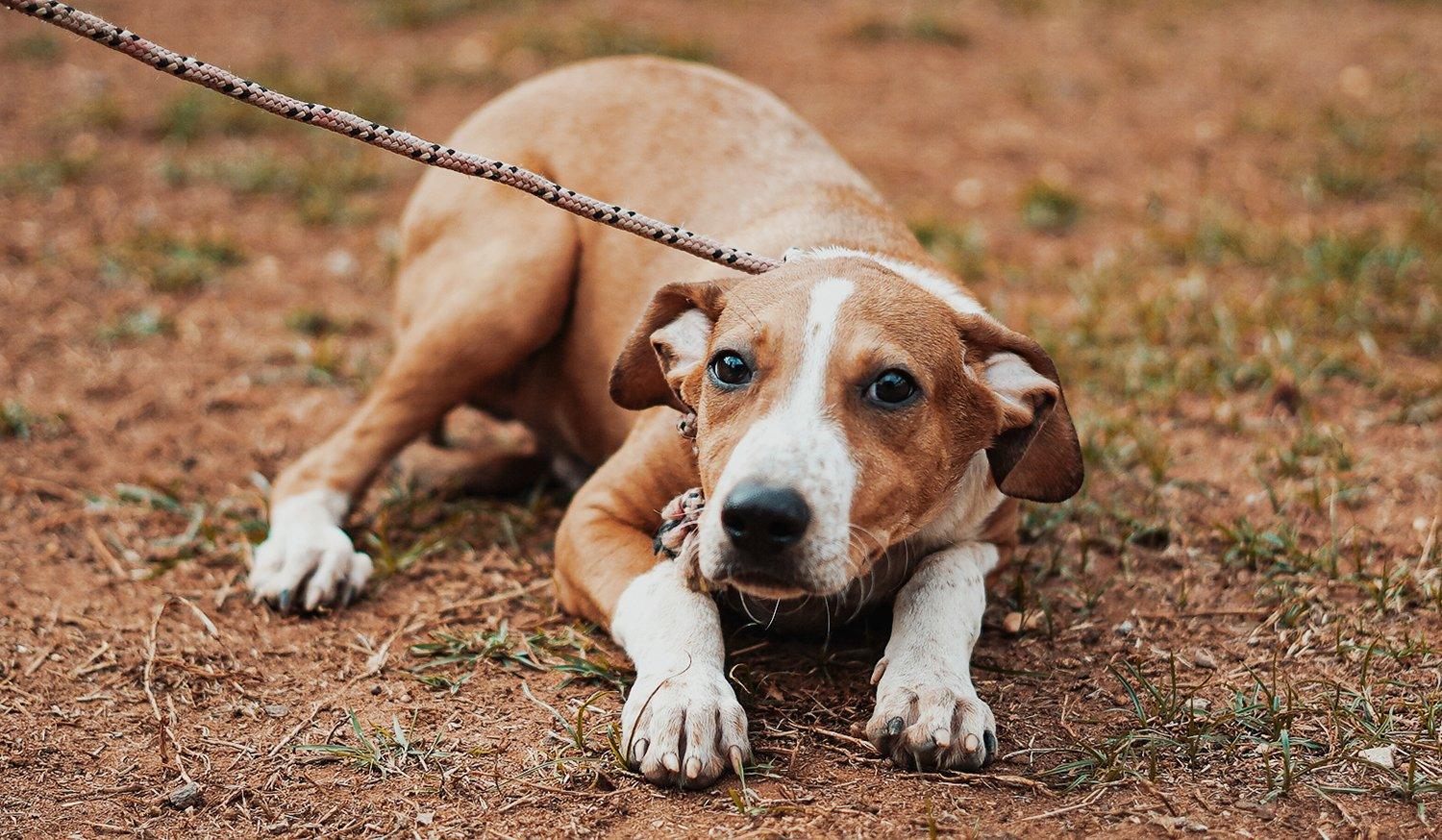 Zoonoses de Mogi Guaçu promove Feira de Adoção de Cães e Gatos nesse sábado