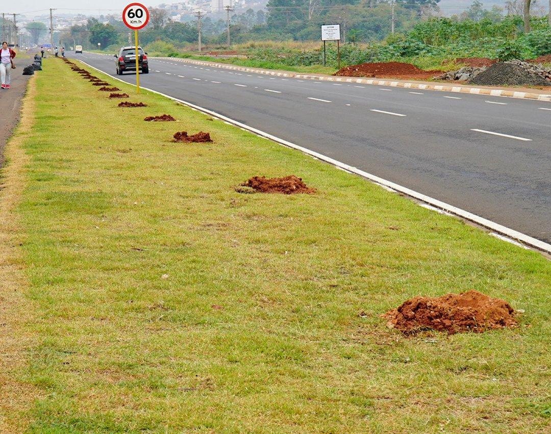 Saama inicia preparo para plantio de ipês-rosa no canteiro central da Avenida Brasil