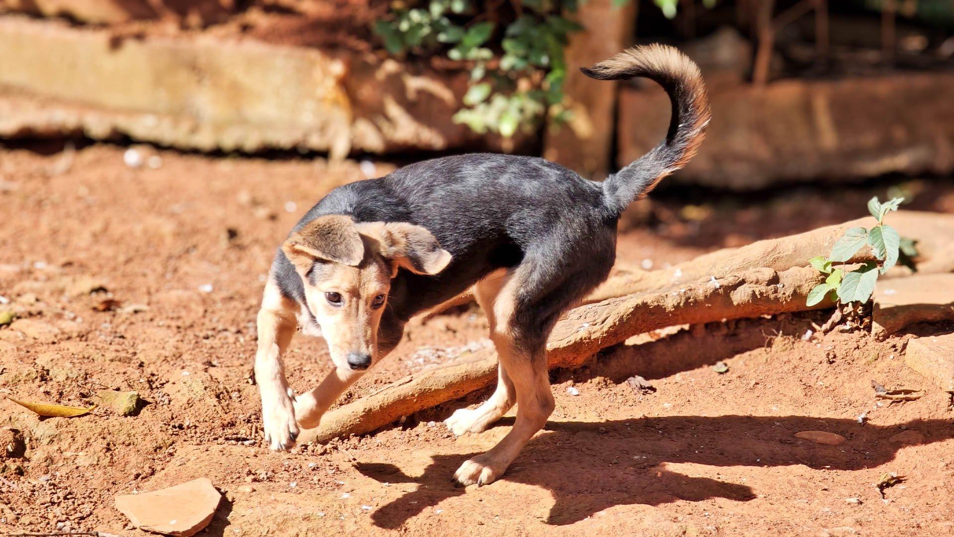 Mais de 30 pets são adotados desde início de campanha