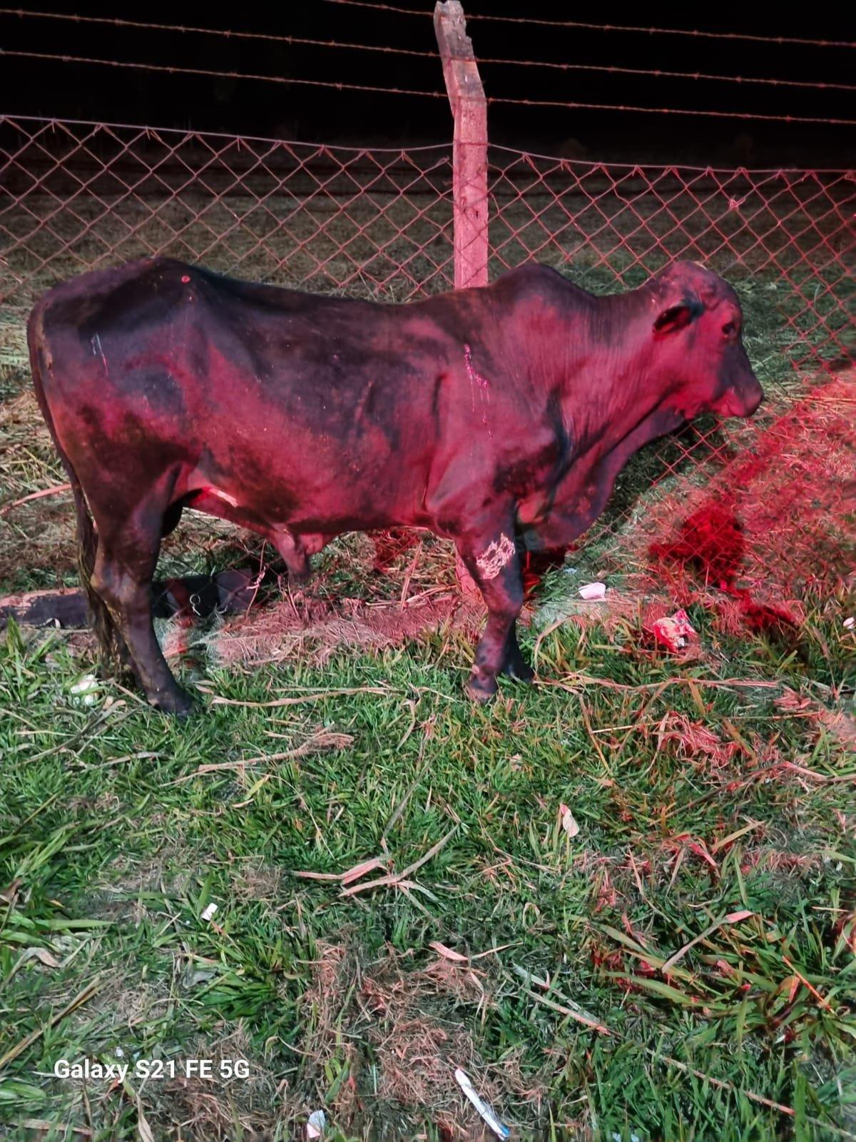 Secretaria de Bem-Estar e Defesa Animal aplica multa por animal solto em área urbana