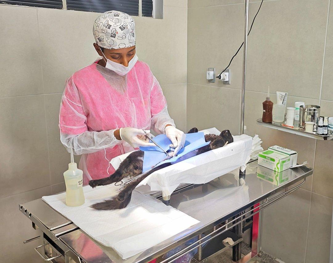 Programa de Castração Animal avança na cidade e já são mais de oito mil animais castrados